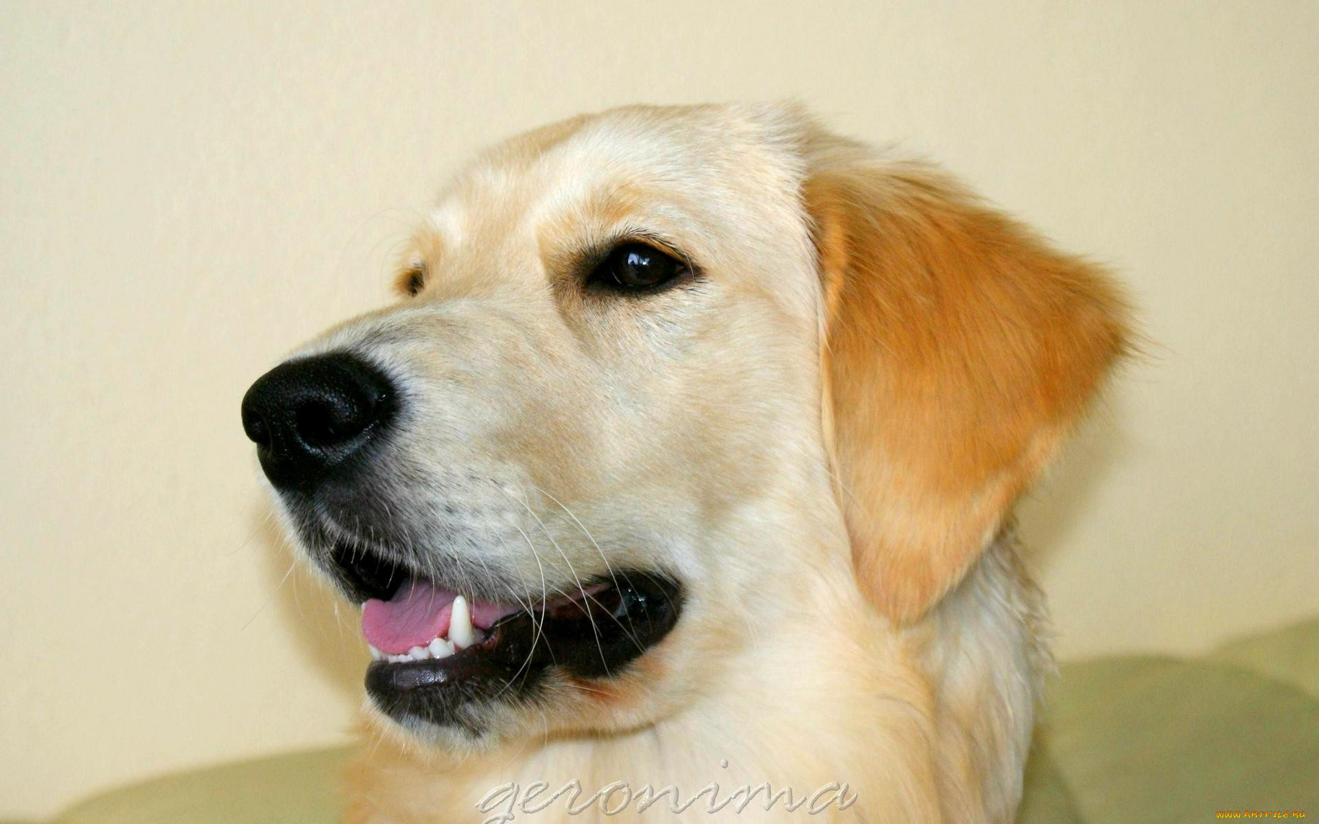 , geronima, , , golden, retriever